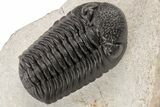 Nice Spiny Comura Trilobite With Morocops #214403-3